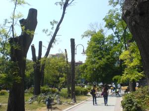 Изсечените дървета в центъра на Варна